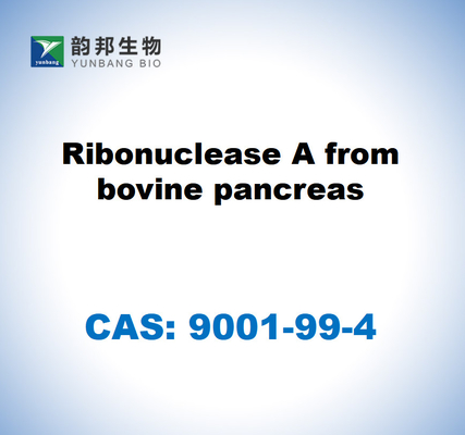 CAS 9001-99-4 Ribonuclease A do pâncreas bovino