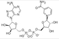 O hidrato do Dinucleotide de adenina de nicotinamida do β do NAD liofilizou CAS 53-84-9