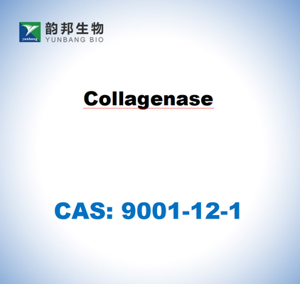 CAS 9001-12-1 Collagenase TIPO I de Clostridium histolyticum