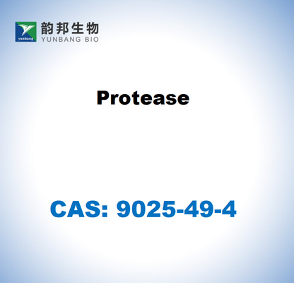 CAS 9025-49-4 Protease de Aspergillus saitoi