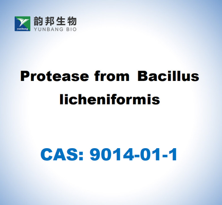 CAS 9014-01-1 Protease de Bacillus Licheniformis