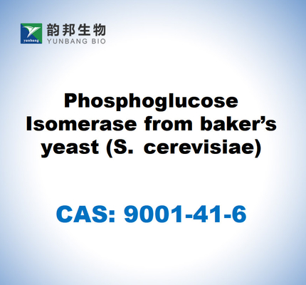 CAS 9001-41-6 Isomerase de fosfoglicose de levedura de padeiro (S. cerevisiae)
