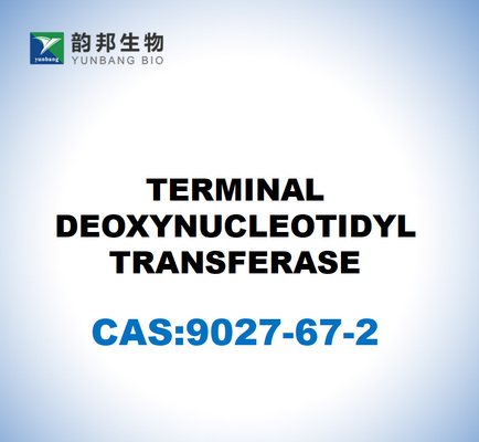 CAS 9027-67-2 TRANSFERAÇÃO TERMINAL DEOXINUCLEOTIDIL