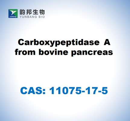 CAS 11075-17-5 Carboxipeptidase A do pâncreas bovino