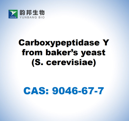 CAS 9046-67-7 Carboxipeptidase Y de levedura de padeiro (S. cerevisiae)