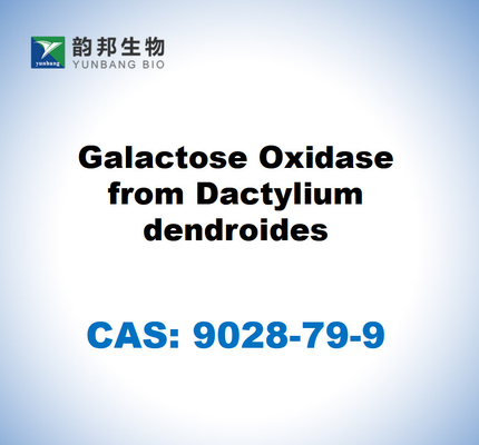 CAS 9028-79-9 Oxidase de galactose de dendroides dactylium